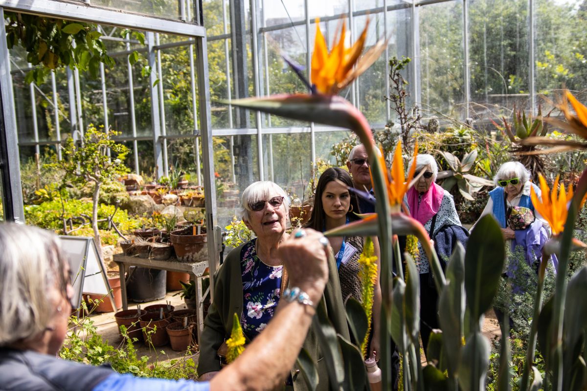 A group of people observe a Bird of Paradise plant inside a greenhouse, as a tour guide holds it and talks about it.