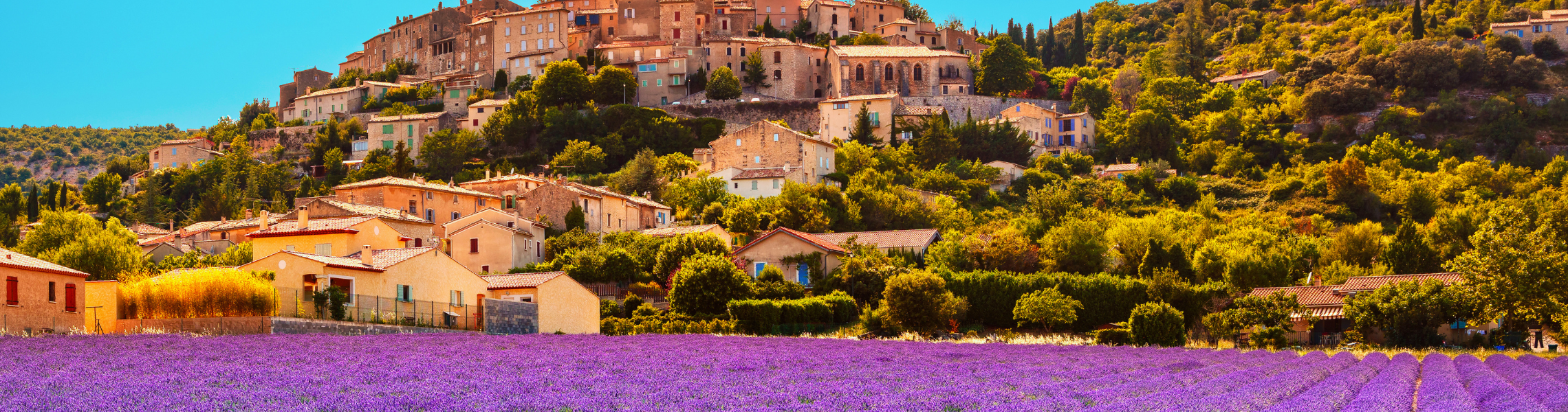 A landscape photo of Provence with lavender fields, trees and yellow brick buildings.